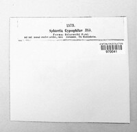 Sphaeria gypsophilae image